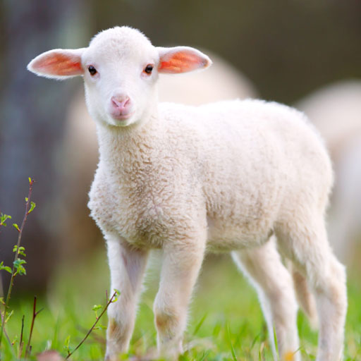 Wild Art